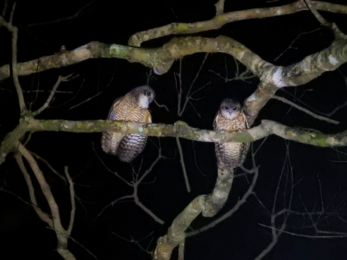 Great Sumba Boobook (Ninox rudolfi), photo 1