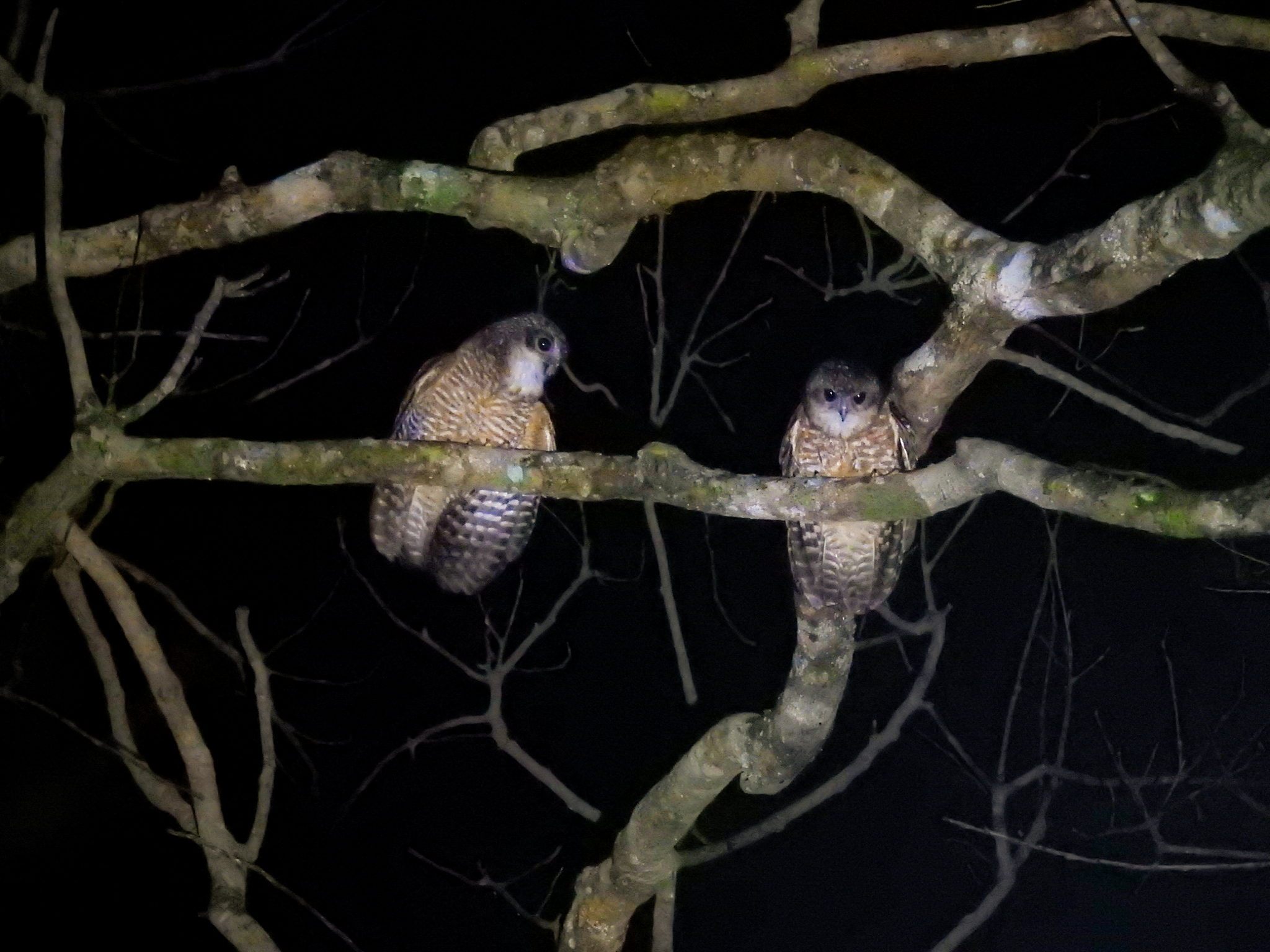 Great Sumba Boobook (Ninox rudolfi), photo 1