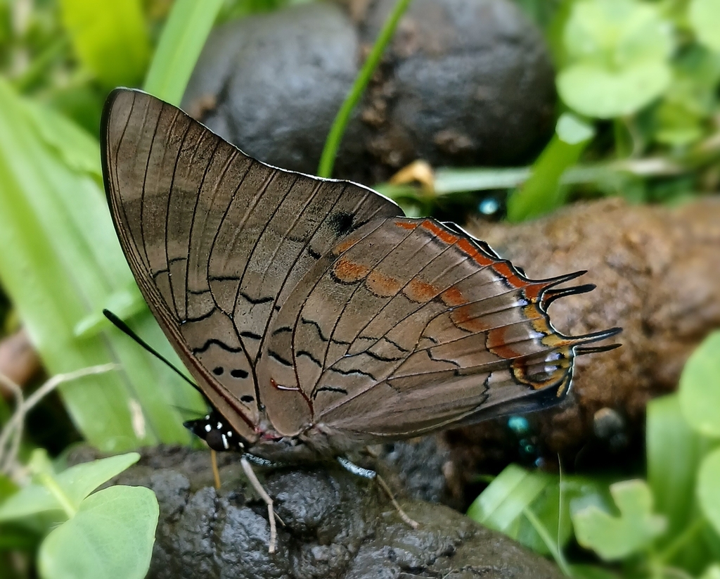 Satyr Charaxes