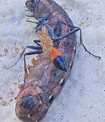 Tyde's Sand Wasp photo 3