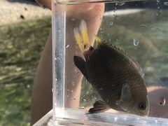 Pomacentrus tripunctatus