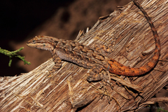 Urosaurus ornatus schottii