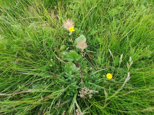 kuklík horský (Geum montanum)