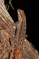 Urosaurus ornatus schottii