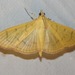 Alamo Moth - Photo (c) Chuck Sexton, some rights reserved (CC BY-NC)