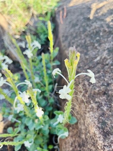 Chascanum hederaceum, photograph 6