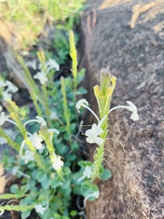 Chascanum hederaceum, photograph author not stated, no rights reserved