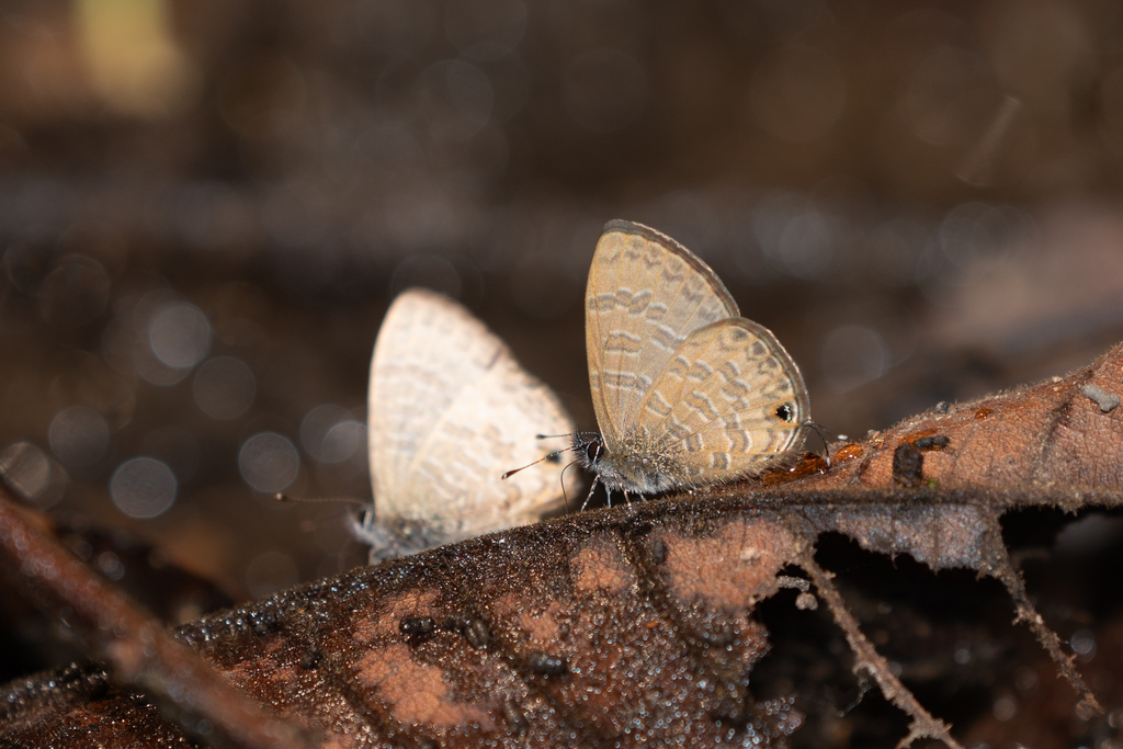 Common Line Blue