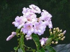 Bignonia binata