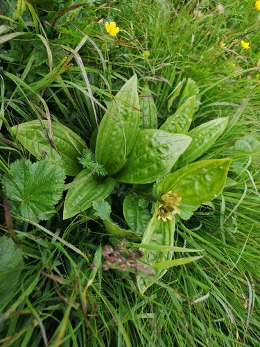 horec bodkovaný (Gentiana punctata)