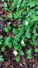 Ellisiophyllum pinnatum