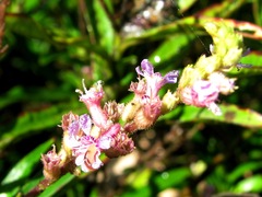 Cuphea epilobiifolia