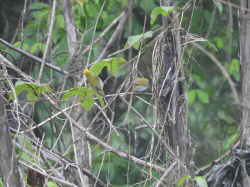 Yellow-spectacled Heleia (Heleia wallacei), photo 8