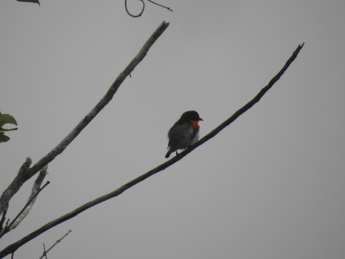 Sumba Flowerpecker (Dicaeum wilhelminae), photo 3