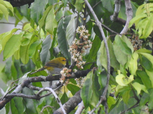 Yellow-spectacled Heleia (Heleia wallacei), photo 7