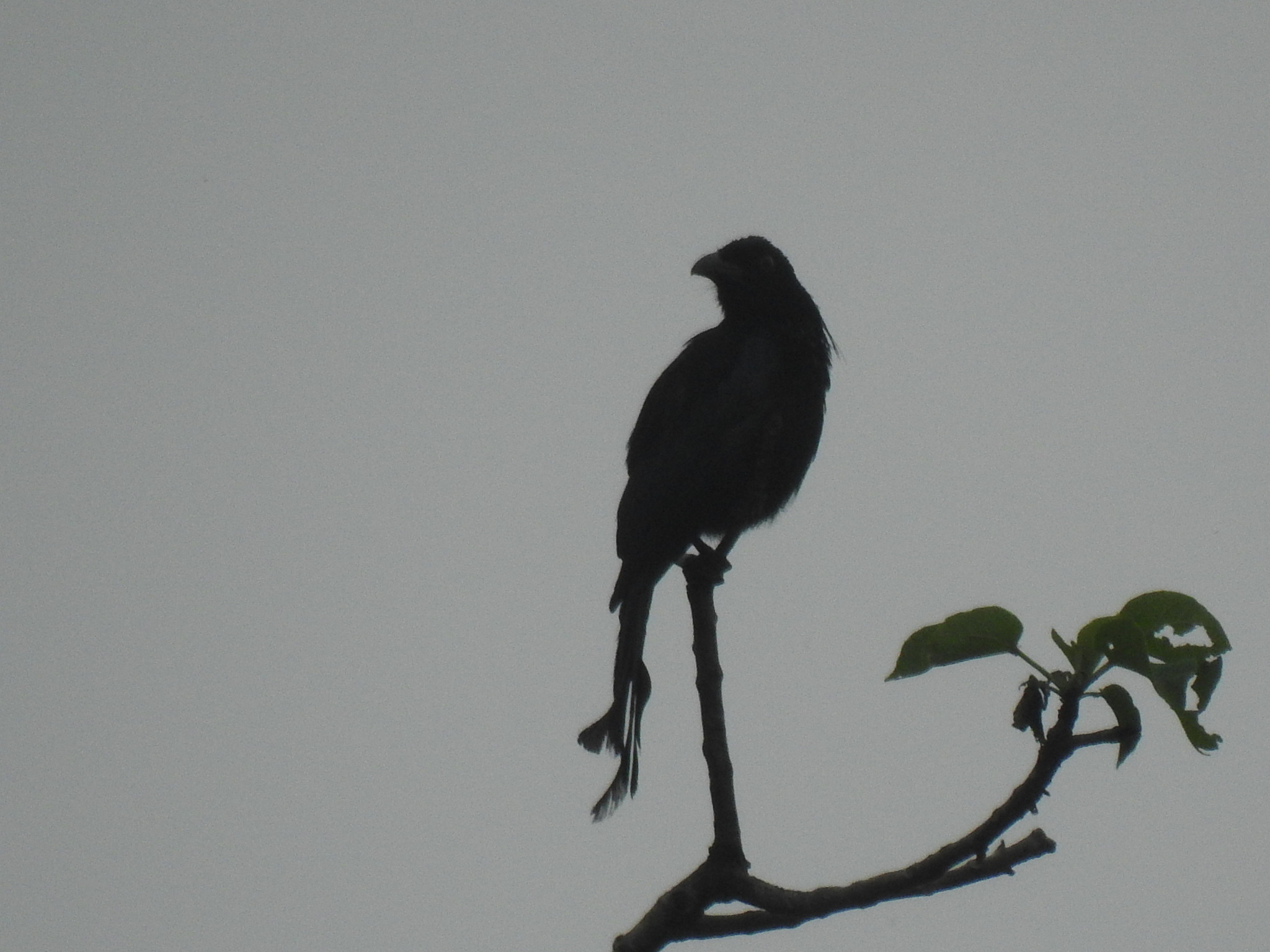 Wallacean Drongo (Dicrurus densus), photo 9
