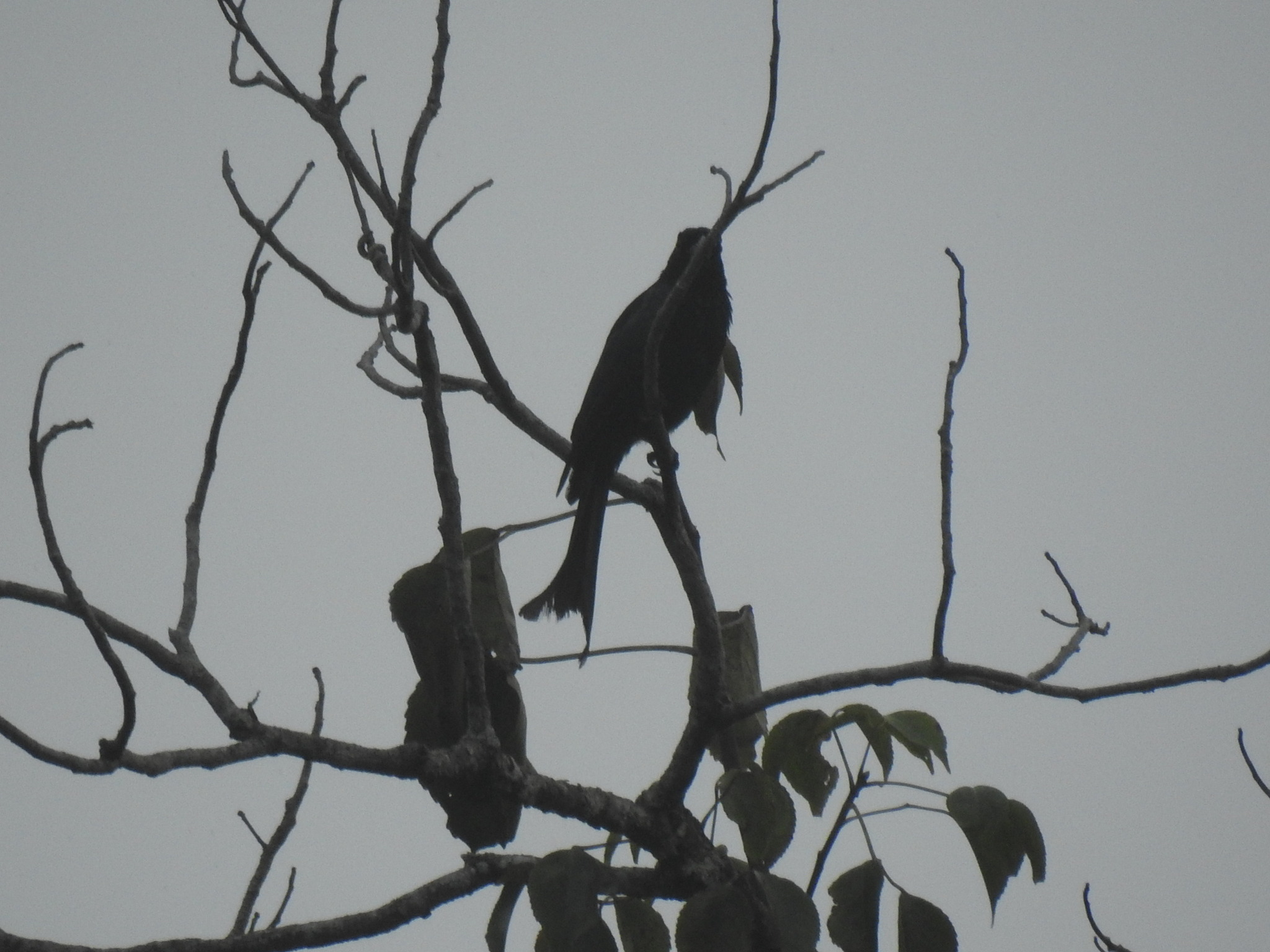 Wallacean Drongo (Dicrurus densus), photo 7