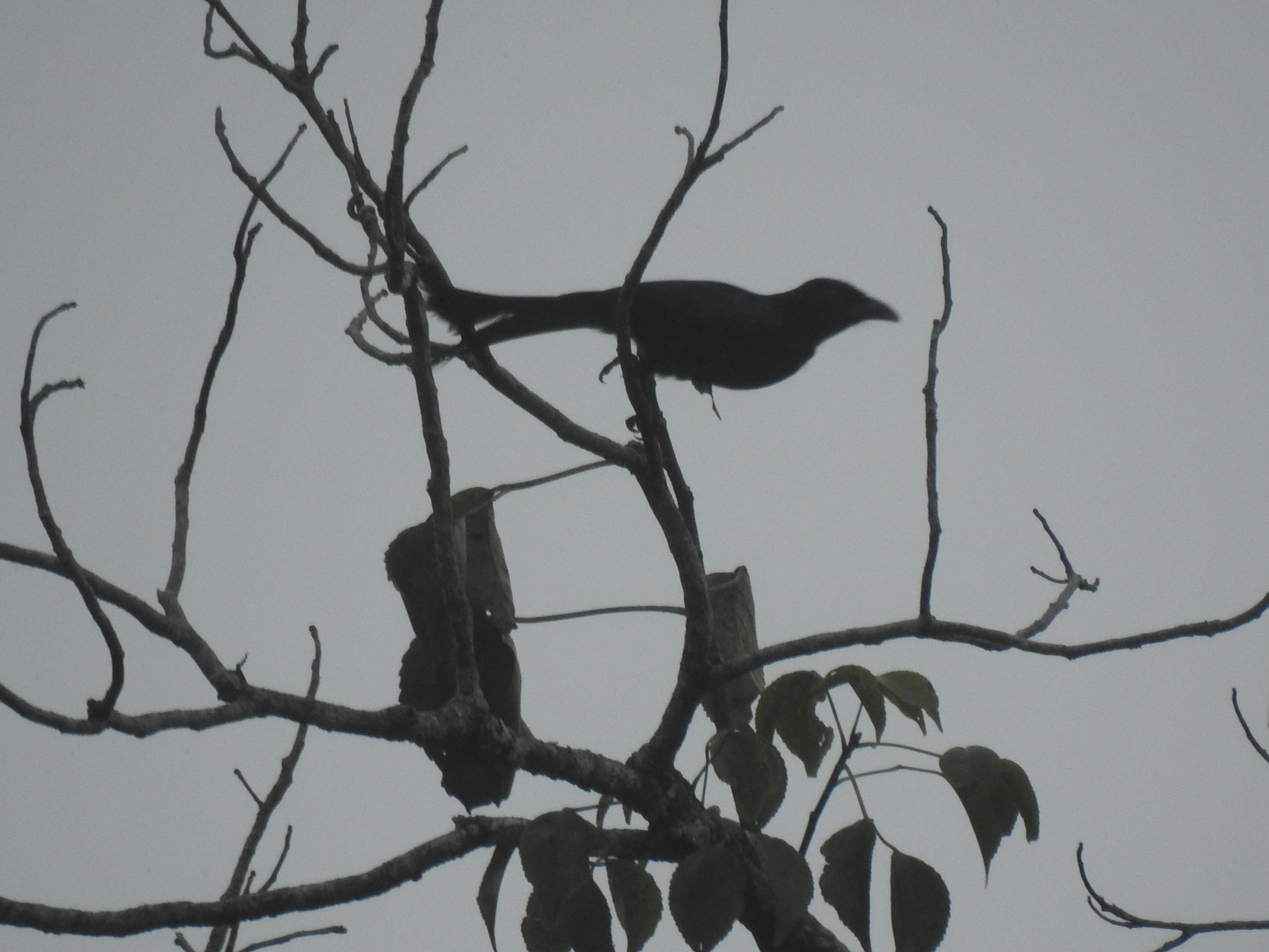 Wallacean Drongo (Dicrurus densus), photo 8
