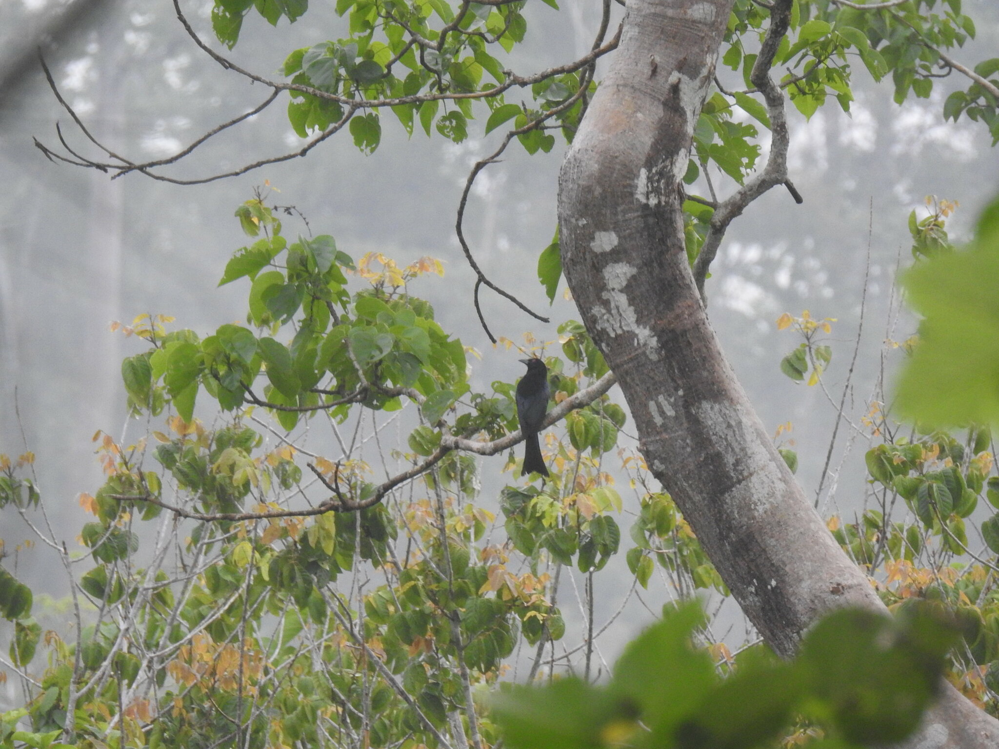 Wallacean Drongo (Dicrurus densus), photo 6