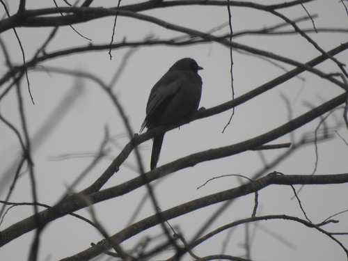 Pale-shouldered Cicadabird (Edolisoma dohertyi), photo 3