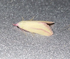 Phytometra obliqualis