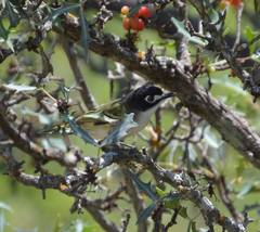Vireo atricapilla