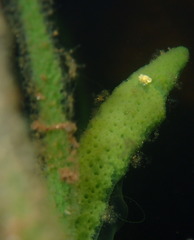Spongillidae