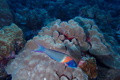 Saddle Wrasse