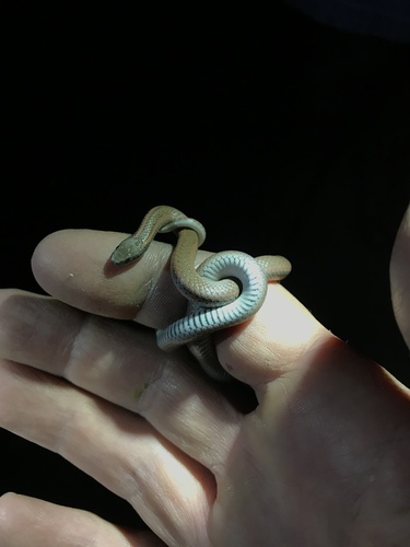 iNaturalist observation photo of Sharp-tailed Snakes