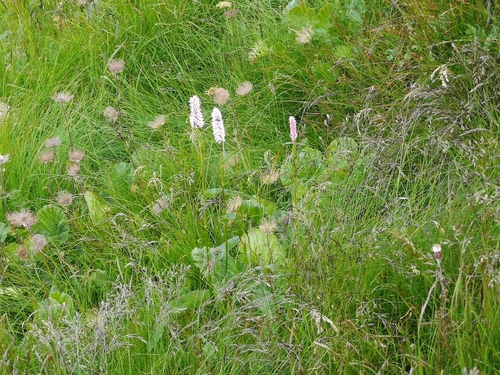hadovník väčší (Bistorta officinalis)