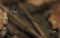 Coeliccia bimaculata