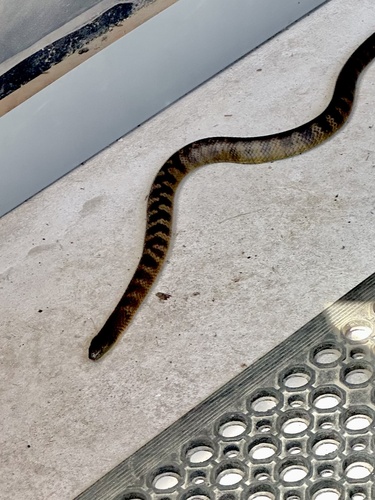 Tiger Snake sighting