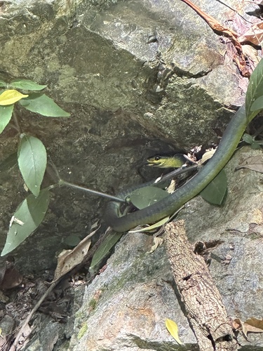 Common Tree Snake sighting