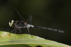 Amphithemis vacillans