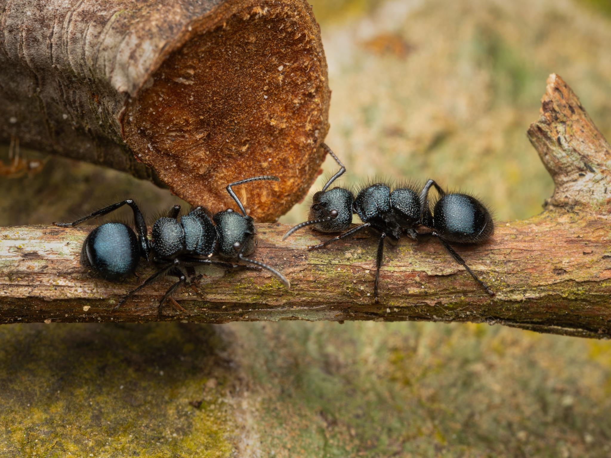 Echinopla vermiculata