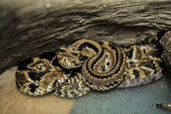 Crotalus simus