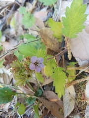 Phacelia bolanderi