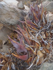 Aloe comptonii