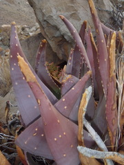 Aloe comptonii