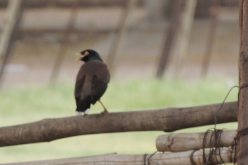 Acridotheres tristis