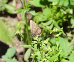 Callophrys