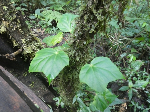 Begonia purpusii