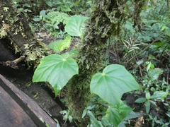 Begonia purpusii