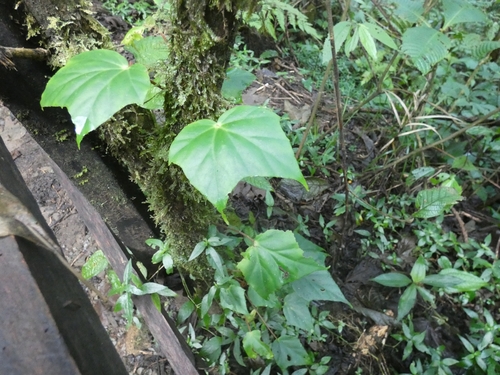 Begonia purpusii, photograph 1