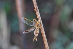 Deleproctophylla australis