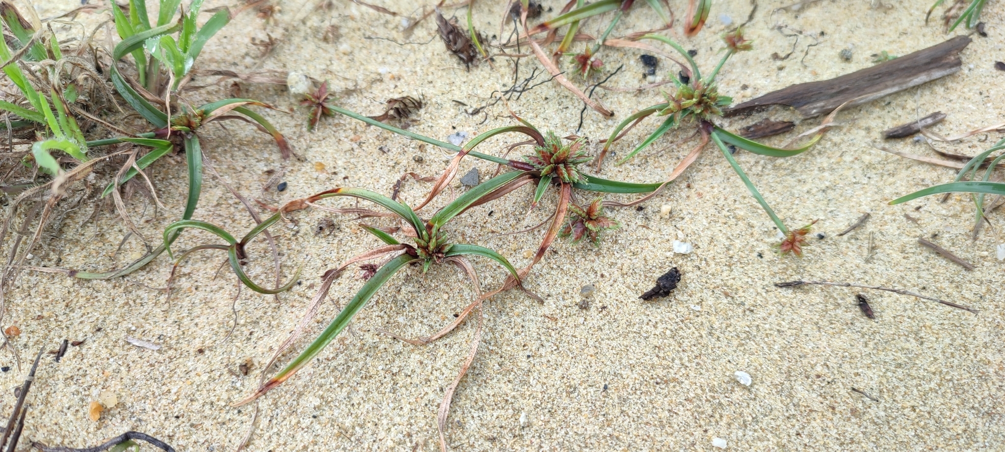 Cyperus radians — ảnh 2