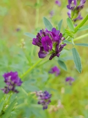 Medicago sativa sativa