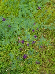 Medicago sativa sativa