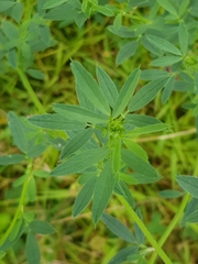 Medicago sativa sativa