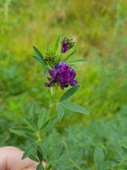 Medicago sativa sativa